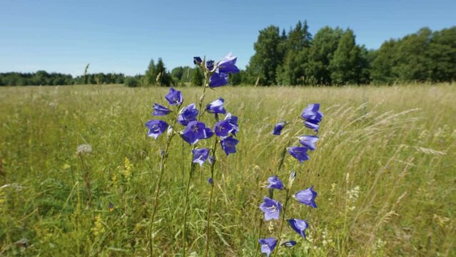 The purple peach-leaved bellflower in the field waving on the breeze of the wind in Estonia
