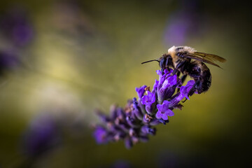Bee on lavender