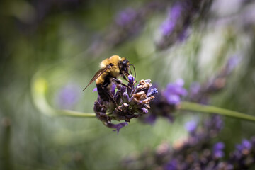 Bee on lavender