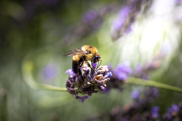 Bee on lavender