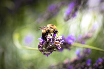 Bee on lavender