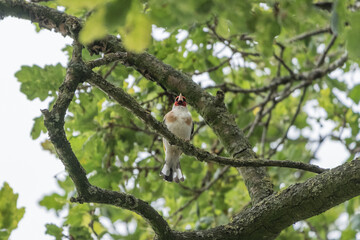 goldfinch bird perched in an oak tree