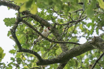 goldfinch bird perched in an oak tree