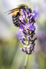 Bee on lavender