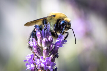 Bee on lavender