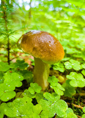 Edible growing summer mushroom in the forest. Eco vegan food. Close-up macro photography