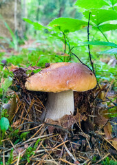 Edible growing summer mushroom in the forest. Eco vegan food. Close-up macro photography