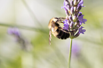 Bee on lavender