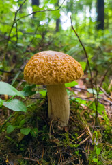 Edible growing summer mushroom in the forest. Eco vegan food. Close-up macro photography