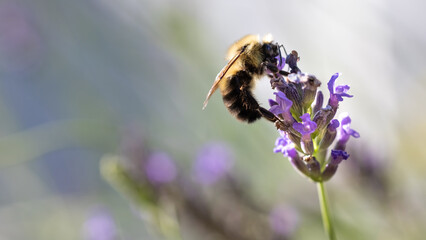 Bee on lavender