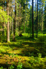 forest summer background with sunny trees. wildlife
