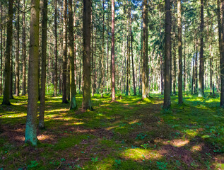 forest summer background with sunny trees. wildlife