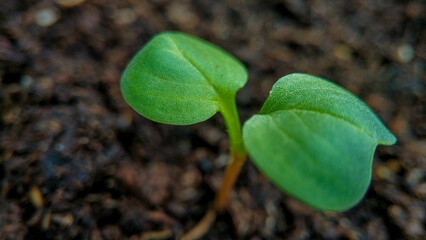 One Young green radish sprout close-up. Shoots of vegetables in the garden.