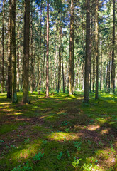 forest summer background with sunny trees. wildlife