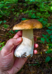 Edible summer mushroom in hand in the forest. Eco vegan food. Close-up macro photography