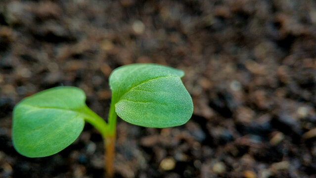 One Young green radish sprout close-up. Shoots of vegetables in the garden.