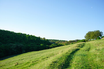 Summer landscape with hilly green field and forest in the distance