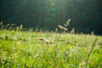 Meadow with wildflowers flowers a sunny summer day, closeup.