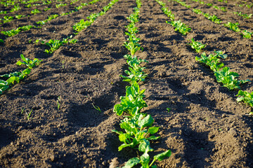 Natural organic food crop growing in rich black earth soil. Agricultural plants grow in the ground.