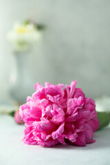Bright fresh peony in bloom