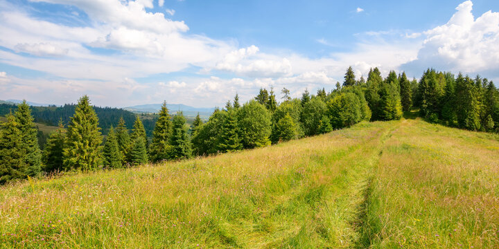 pasture and forest on the hill. sunny summer weather in carpathian mountains. green countryside scenery. puffy cumulus clouds on the blue sky. vacation and tourism season