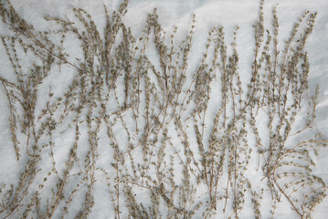 Thyme harvested. Dried thyme on a sheet covered with parchment paper.  Preserving thyme herbs.