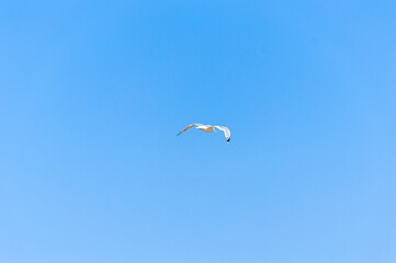 Seagull flying in the sky