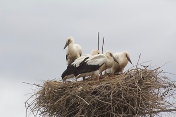 stork in nest