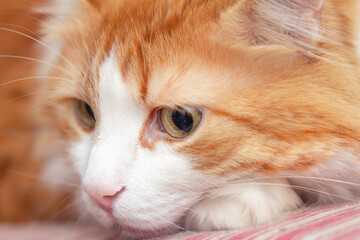 Real thoughtful white-red cat large