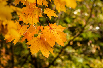 Autumn maple leaves in sunny weather