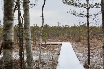wooden bridge in the forest