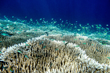 Indonesia Sumbawa - Colorful coral reef with tropical fish