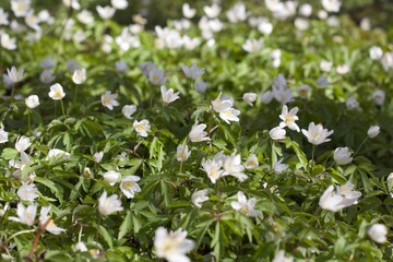 white spring flowers