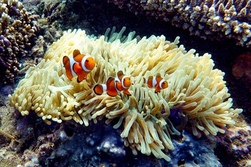 Naklejka na ściany i meble Indonesia Sumbawa - Clownfish and Sea Anemone - Amphiprioninae
