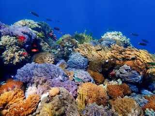 Fototapeta na wymiar Indonesia Sumbawa - Colorful coral reef with tropical fish