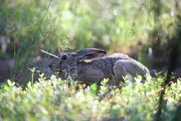 rabbit in the grass