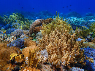 Naklejka na ściany i meble Indonesia Sumbawa - Colorful coral reef with tropical fish