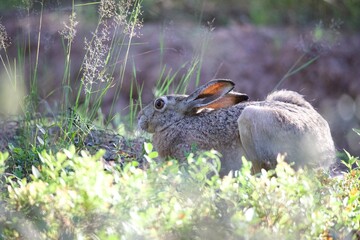 rabbit in the grass