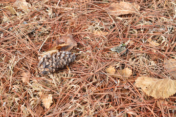 leaves and sticks lying on the autumn ground