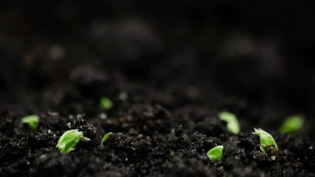 Growing plants Timelapse Pea Sprouts Germination Healthy Food Concept