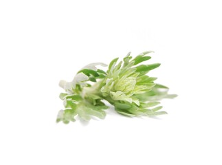 Artemisia absinthium, a branch of fresh wormwood plant close up isolated on white