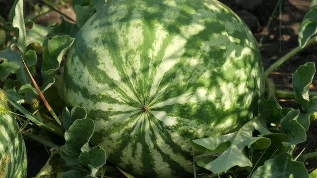 Ripe young watermelon on a field in green foliage. Melons harvest