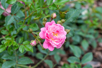 Beautiful blooming pink bud Rosa polyantha The Fairy close-up. Photo for a garden center or plant nursery catalog. Garden bush against a background of green foliage in a park.