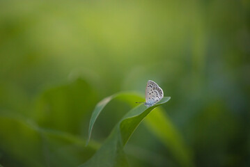 葉の上のシジミチョウ
