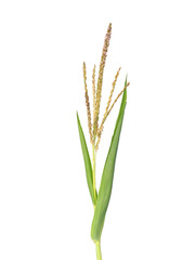 Corn ear, corn flower isolated on white