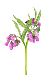 Comfrey bush with flowers, isolated on white background. Symphytum officinale plant. Herbal...