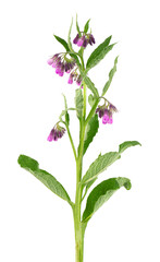 Comfrey bush with flowers, isolated on white background. Symphytum officinale plant. Herbal medicine. Clipping path.