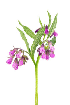 Comfrey bush with flowers, isolated on white background. Symphytum officinale plant. Herbal medicine. Clipping path.