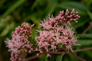 Flor eupatorium fortunei