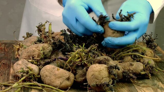 Human hand sorts pile of seed old potato